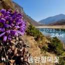 무명초