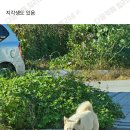 동네강아지 이미지