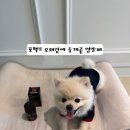 곁애 | [강아지 슬개골영양제] 포펙트 오래곁애 급여 후기, 기호성까지 만족한 이유