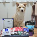 지니펫 | 2025년 하반기 정관장 지니펫 앰버서더 발탁, 다이소 판매 멍블리타임 후기🐶