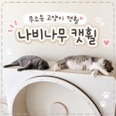 고양이나비캣 | 대형묘도 만족한 나비나무 무소음 캣휠 설치 및 실사용 후기