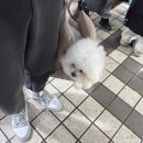 이도수산 | 소래포구대게맛집 해심수산 인어교주해적단 추천맛집(소래포구대게가격, 소래포구애견동반)