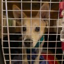 루비켄넬 이미지