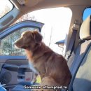 데려가개 이미지