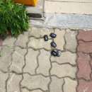 (주)실리콘디스플레이