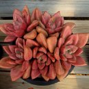 루비도나 이미지