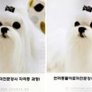 문아로마 이미지