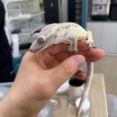 서구매점 | 대전 아이와 가볼만한 곳 이색 파충류 체험부터 테라리움까지 노루벌매점 방문 후기