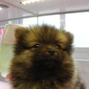 강남펫스타일 이미지