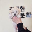 라이프독 강릉점 24시 강아지분양 고양이분양 이미지