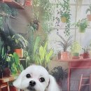 울알라애견미용 이미지