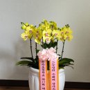 시들지 않는 꽃 이미지