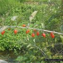 빨간 시골집 이미지