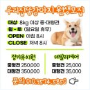 101애견유치원 이미지
