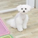 소답동237 이미지