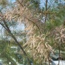 나무그늘 밑의 휴식 이미지