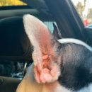 경북가축병원 이미지