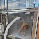 기장i동물의료센터 | 기장i동물의료센터 기장일광 강아지 일요일 동물병원 진료