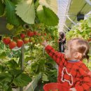 미래농장 | 원주 아기랑 가기 좋은 곳 추천! 원주 딸기농장 오빠딸기 체험 후기