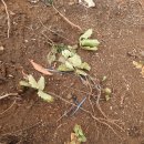 편백숲 조성을 위해 뽑혀 죽은 어린 참나무류 (4/30 현장조사) 이미지