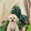 동물사랑애견샵 이미지