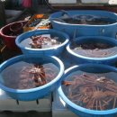 대게풍년 이미지