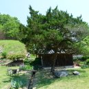 의성신원록 불천위 사당 | 대산(大山) 이상정(李象靖) 선생 종택의 향나무