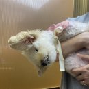 로즈애플 경산점 이미지