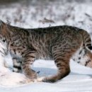 토끼사냥 이미지