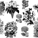 SHDK_Vintage-Floral-Illustrations-VP 이미지