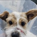 제주오름동물병원 이미지