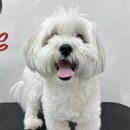 그루머솔 이미지