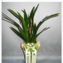 전 윤석민 국회의원 축하동양란(2013.2.2) 이미지