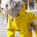 일편댕심 이미지