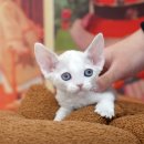 퍼니시어 이미지