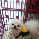 부산고양이미용&호텔 냥스타그램 이미지