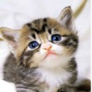 달빛고양이 이미지