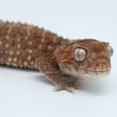 스튜디오미니테일 이미지