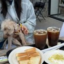 라베레종 | 이천 예스파크 카페추천 애견동반가능 카이막맛집 라베레종 내돈내산 후기