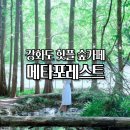 길상로 | 강화도 메타포레스트 주말 방문 후기 인생샷 제대로 건졌어요