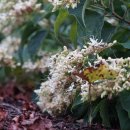 누리장나무 Clerodendrum trichotomum Thunb. 이미지