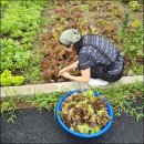 뜨거운 삼겹살 이미지