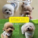 시원애견 | 당진 애견카페 댕놀이터 후기 여름에도 시원하게 놀 수 있는 곳