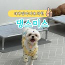 댕스미스 애견미용 | 대구강아지미용 놀이방 호텔까지 가능한 유치원 댕스미스