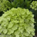 목수국 그래피티 이미지