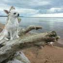 따자하오 이미지