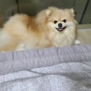 털뭉치이발소 이미지