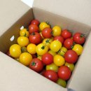 토마토마(tomatoma)