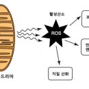 핏온짐 이미지