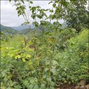 경화농장 네이버블로그